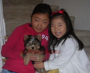 teacup yorkie